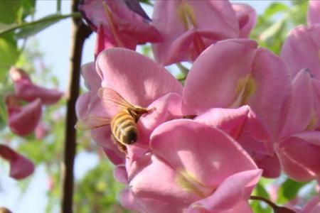 香花槐和洋槐区别