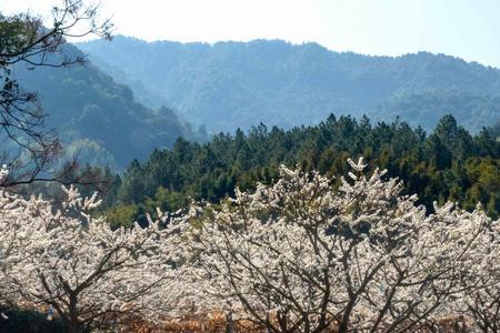 青山灼灼什么意思