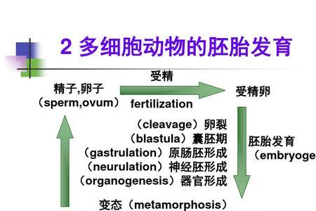 不同动物胚胎发育的场所。