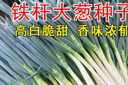 内蒙种大葱什么时候育苗