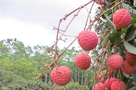 廉江地区桂味荔枝最佳控梢时间