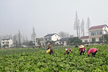 华容哪种芥菜最好