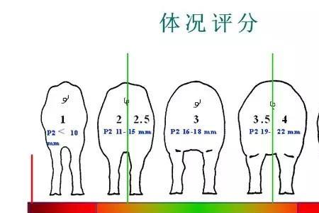 母猪正常体重对照表