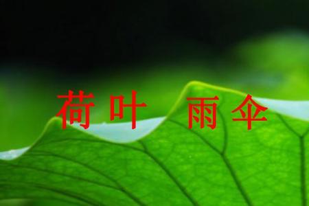 荷叶有什么好处一年级的题