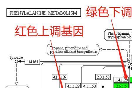 基因组图谱绘制原理