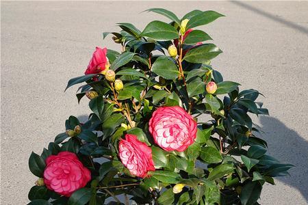 红赤丹茶花一年几次花期