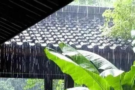 芭蕉过雨绿生凉诗意