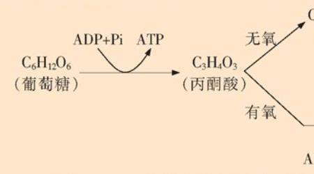 atp合成与分解方程式