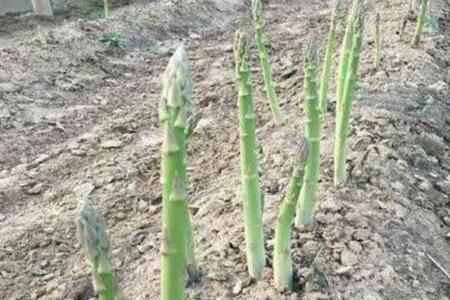 家庭种植芦笋要每天换土吗