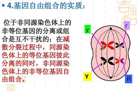 连锁属不属于自由组合定律