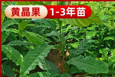 黄晶果种植条件