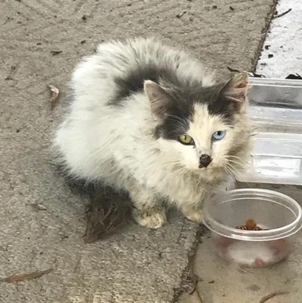 流浪猫吃过的食物怎么消毒