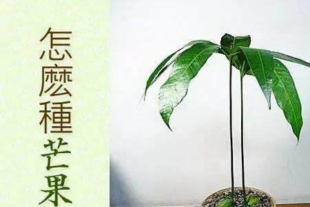 芒果树几月发芽长叶