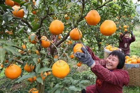 四川柑橘10大种植县