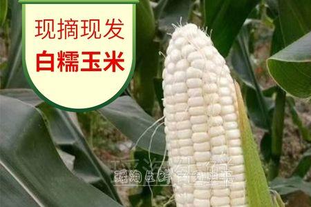 白甜加糯108玉米品种株高多少