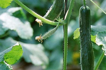 青瓜7月份在南方可以种植吗