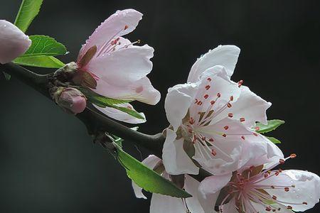 岁末旧桃去，新桃即将来什么意思