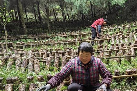 废菌棒可以直接撒在果树园里吗