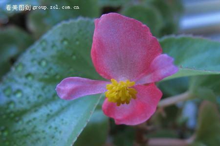 一朵无名小花又怎样什么意思