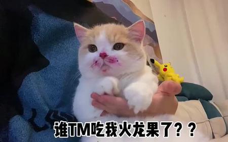 猫毛上弄上火龙果怎么洗掉