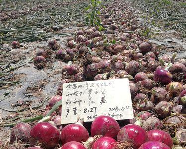 8月份分葱育苗行吗