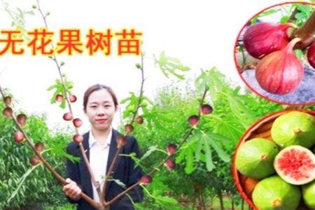 无花果根带土什么季节栽种