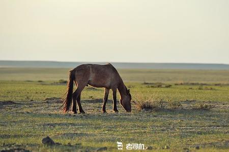 蒙古马以65公里速度能跑几个小时