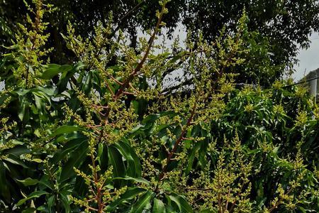 芒果催花4个小时下雨有效果吗