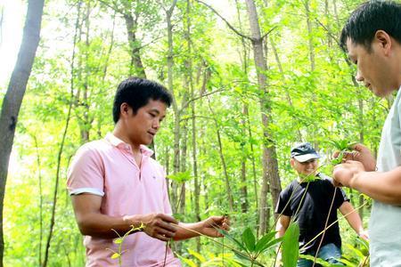 野生植物驯化的过程