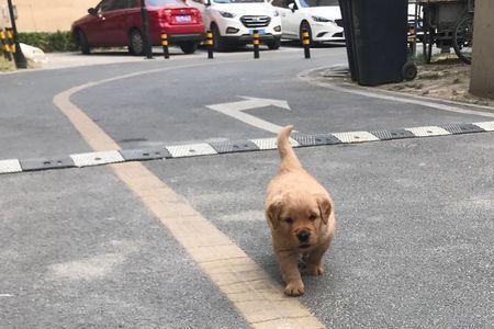 一遛小跑什么意思