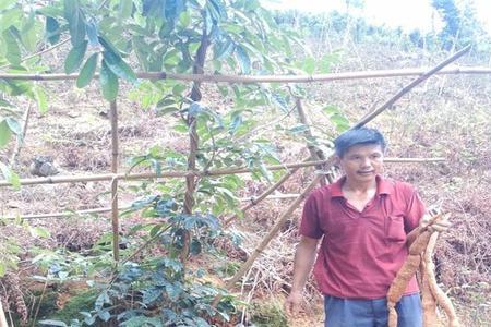 广东野生牛大力生长在什么地方