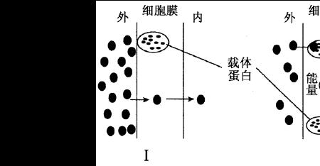 性激素跨膜运输的方式是什么