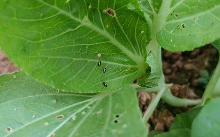 菜虫子怎么消灭最彻底最快