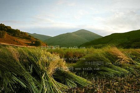 野胡麻种植时间和方法