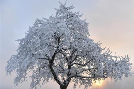 树上积满了白雪是什么树