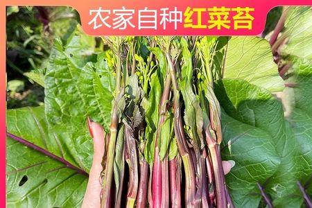 武汉红菜苔腌制方法