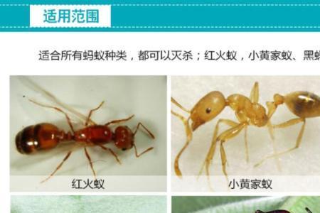 为什么黑蚂蚁打不赢红蚂蚁