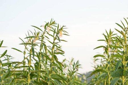 四川芝麻种植时间