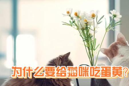 满月猫吃多少蛋黄