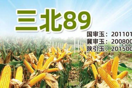 抗倒815玉米新品种哪培育的