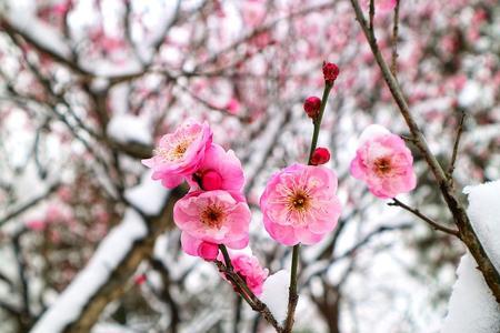 梅花带雪什么意思