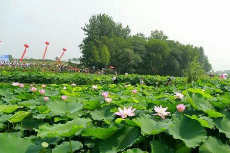 襄阳荷花什么时候开花