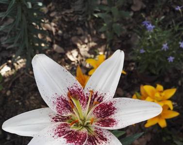 百合花为何在色素水里会变色