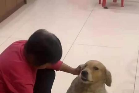 金毛犬喂苞米面可以吗