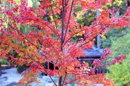 香山红叶最佳观赏时间