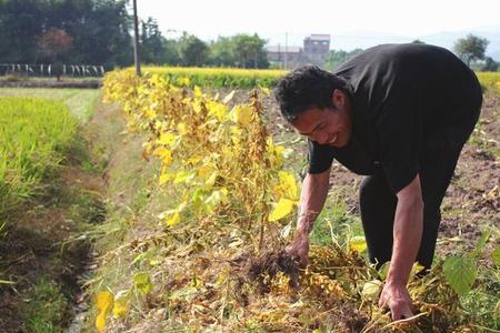 7月份下半月种黄豆能收
成吗