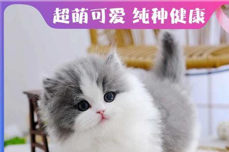 拿破仑猫崽难活吗