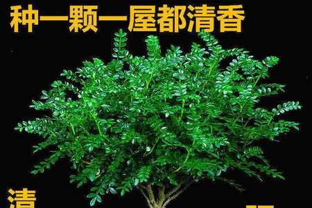 驱蚊植物排行榜前十名