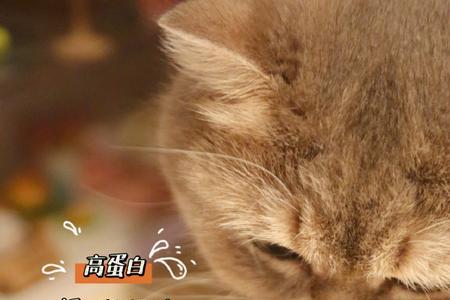 适合穷人养的猫粮