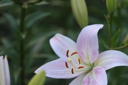 百合花每年会变色吗